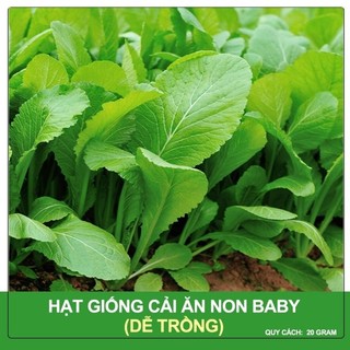 Hạt giống cải ăn non 20g trang nông 155