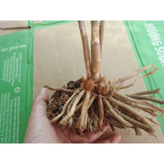 4 Gốc măng Tây tặng gốc nhỏ