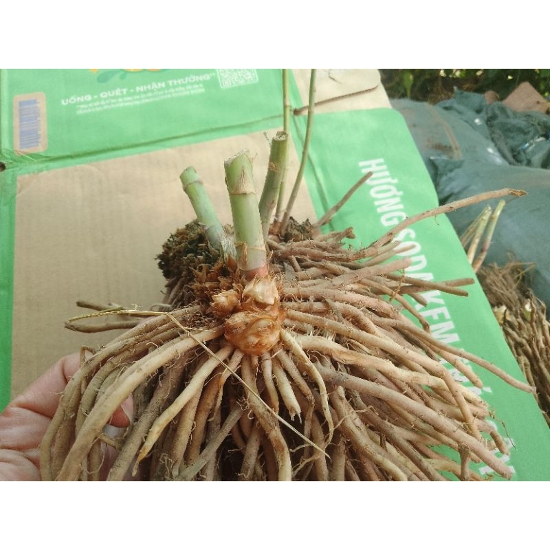 1 gốc măng tây