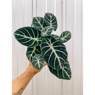 ALOCASIA NINJA (cây giống)