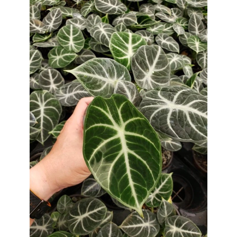 ALOCASIA NINJA (cây giống)