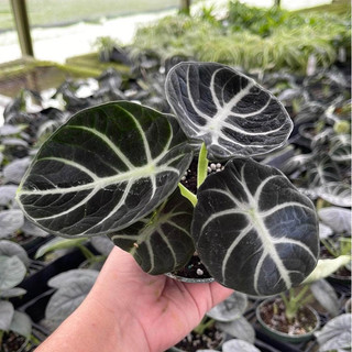 ALOCASIA NINJA (cây giống)