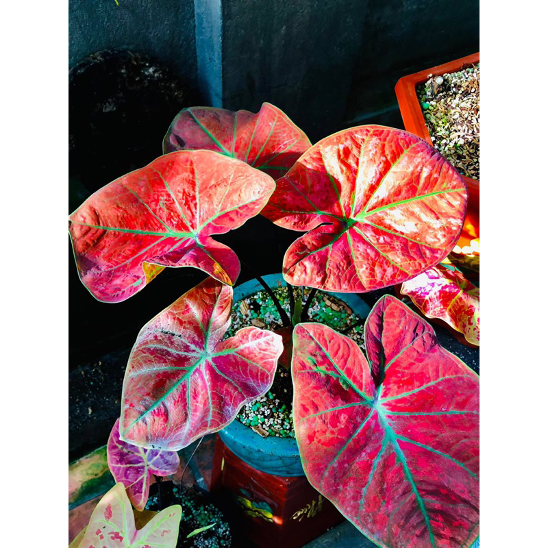 Kiểng lá Caladium Đỏ (cây size vĩ)