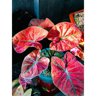 Kiểng lá Caladium Đỏ