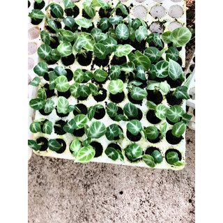 ALOCASIA NINJA (cây giống)