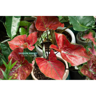 Kiểng lá Caladium Đỏ (cây size vĩ)