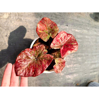 Kiểng lá Caladium Đỏ (cây size vĩ)