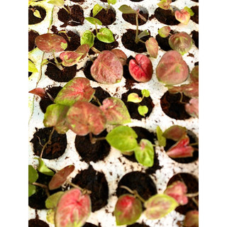 Kiểng lá Caladium Đỏ (cây size vĩ)