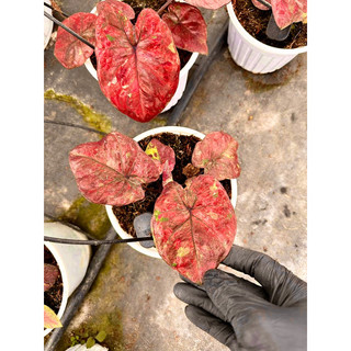 Kiểng lá Caladium Đỏ (cây size vĩ)