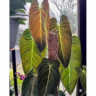 Cây Philodendron Melanochrysum