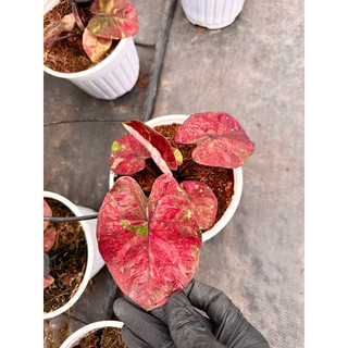 Kiểng lá Caladium Đỏ (cây size vĩ)