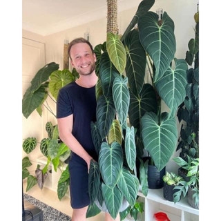 Cây Philodendron Melanochrysum (cây giống)