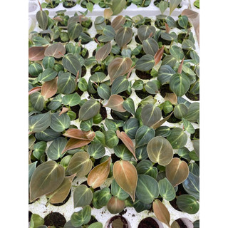 Cây Philodendron Melanochrysum (cây giống)