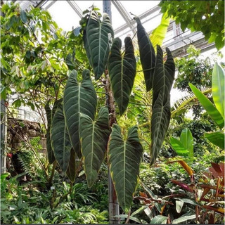 Cây Philodendron Melanochrysum (cây giống)