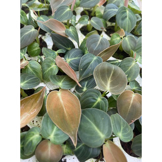 Cây Philodendron Melanochrysum (cây giống)