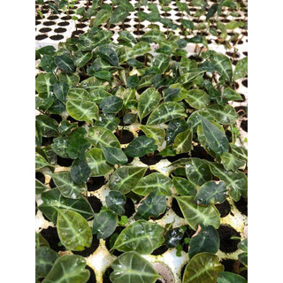 Cây môn quan âm (Alocasia Polly) (cây size nhỏ)