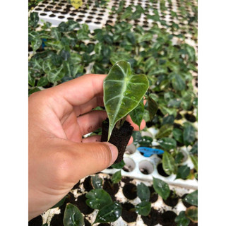 Cây môn quan âm (Alocasia Polly) (cây size nhỏ)