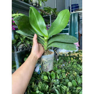 Hoa lan hồ điệp cây CHƯA NGỒNG cốc 3.5 hoa đại được chọn màu ảnh thật