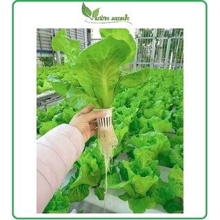 Combo 100 rọ nhựa trồng rau thủy canh, ươm cây nhỏ KT 6x6x 4 cm