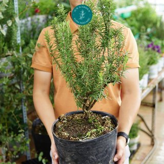Hương thảo lá lớn bonsai cây khoẻ đẹp mau ra hoa jun garden