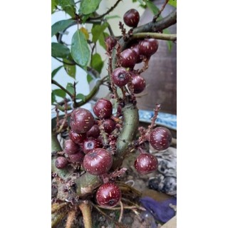 Cây Sung đỏ Nữ hoàng