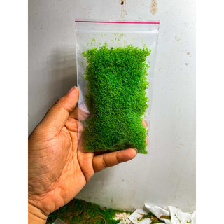 Bột Rêu Giả (10gram) Trang Trí Thuỷ Sinh