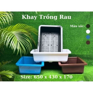 Combo 10 khay trồng rau thông minh 65x42x16