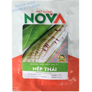 Hạt Giống Bắp Tím Dẻo hai mũi tên đỏ 100gr, giống bắp nếp thái tím