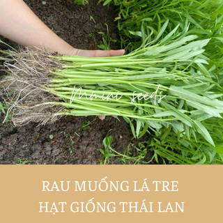 50g hạt giống rau muống lá tre thái lan