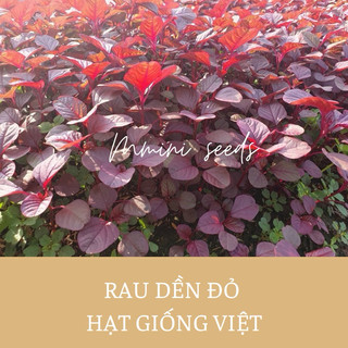 10g hạt giống rau dền đỏ Việt Nam