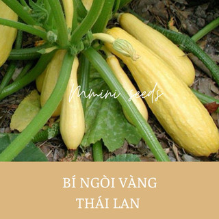 2g hạt giống bí ngòi vàng Thái Lan