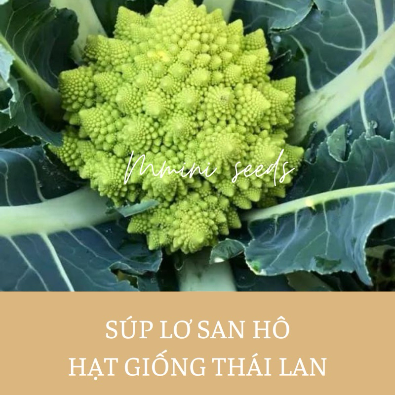 Hạt giống súp lơ san hô Thái Lan