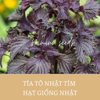 Hạt giống tía tô Nhật tím shiso