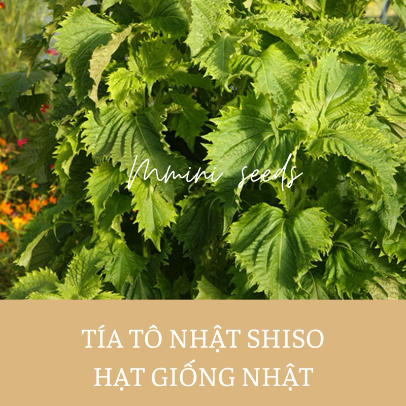 hạt giống tía tô Nhật