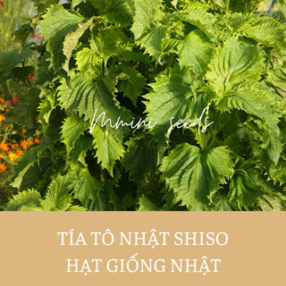 Hạt giống tía tô Nhật