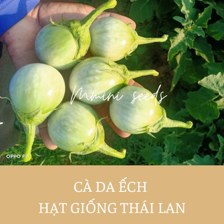 0,5 gr Hạt giống cà pháo Thái Lan