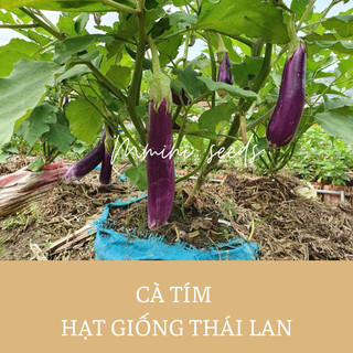 0,5 gr Hạt giống cà tím trái dài