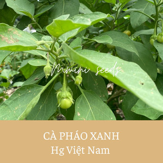 Hạt giống cà pháo xanh Việt Nam