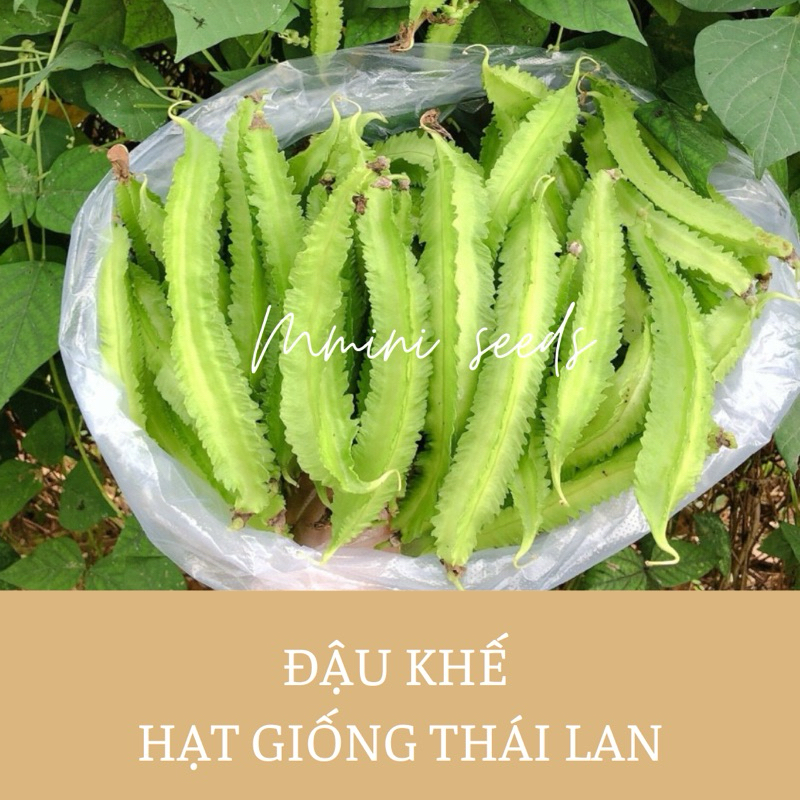 Hạt giống đậu rồng (Đậu khế)