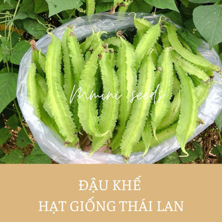 5 gr Hạt giống đậu rồng