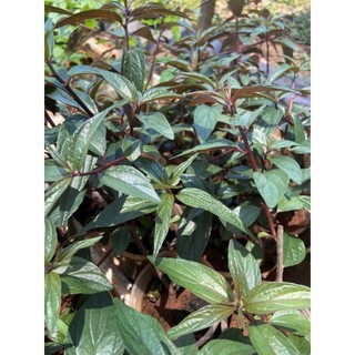 Hạt Giống Cây Thuốc Dòi Tím ( Cây Bọ Mắm )