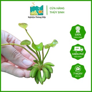Cây Chang Chuối thuỷ sinh - nải chuối thuỷ sinh