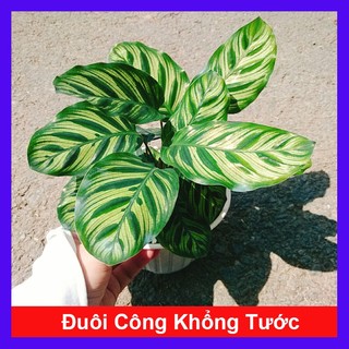 Cây Đuôi Công Khổng Tước - cây cảnh đẹp để bàn trang trí nhà cửa sân vườn