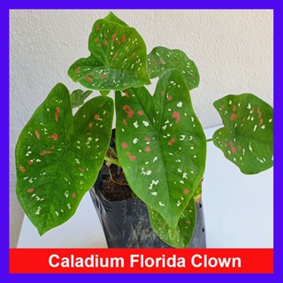 Cây môn đốm đỏ trắng - caladium florida clown - cây cảnh trang trí trong nhà, sân vườn