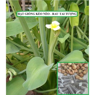 Hạt giống kèo nèo, tai tượng, cù nèo