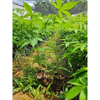 Cây giống hoa mỹ nhân ( siêu hoa)