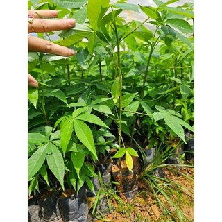 Cây giống hoa mỹ nhân ( siêu hoa)