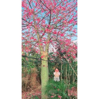 Cây giống hoa mỹ nhân ( siêu hoa)