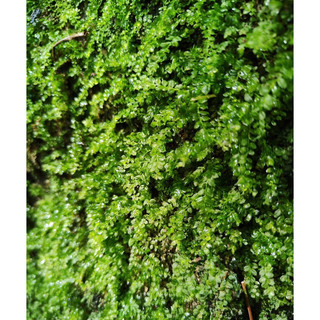 Rêu xạ hương,sưu tầm ươm rêu chơi terrarium, bán cạn