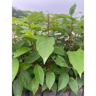 Cây long não giống